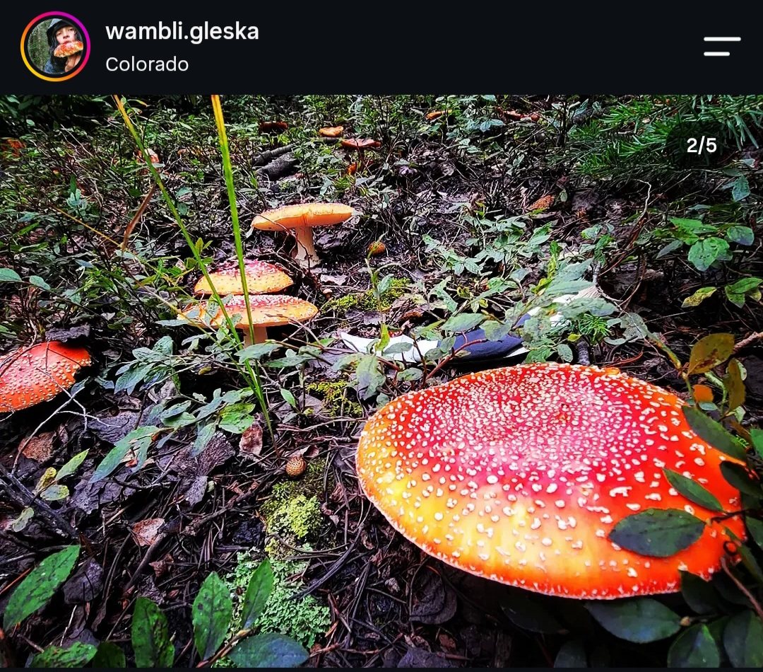 Fly agarics with red caps and white warts