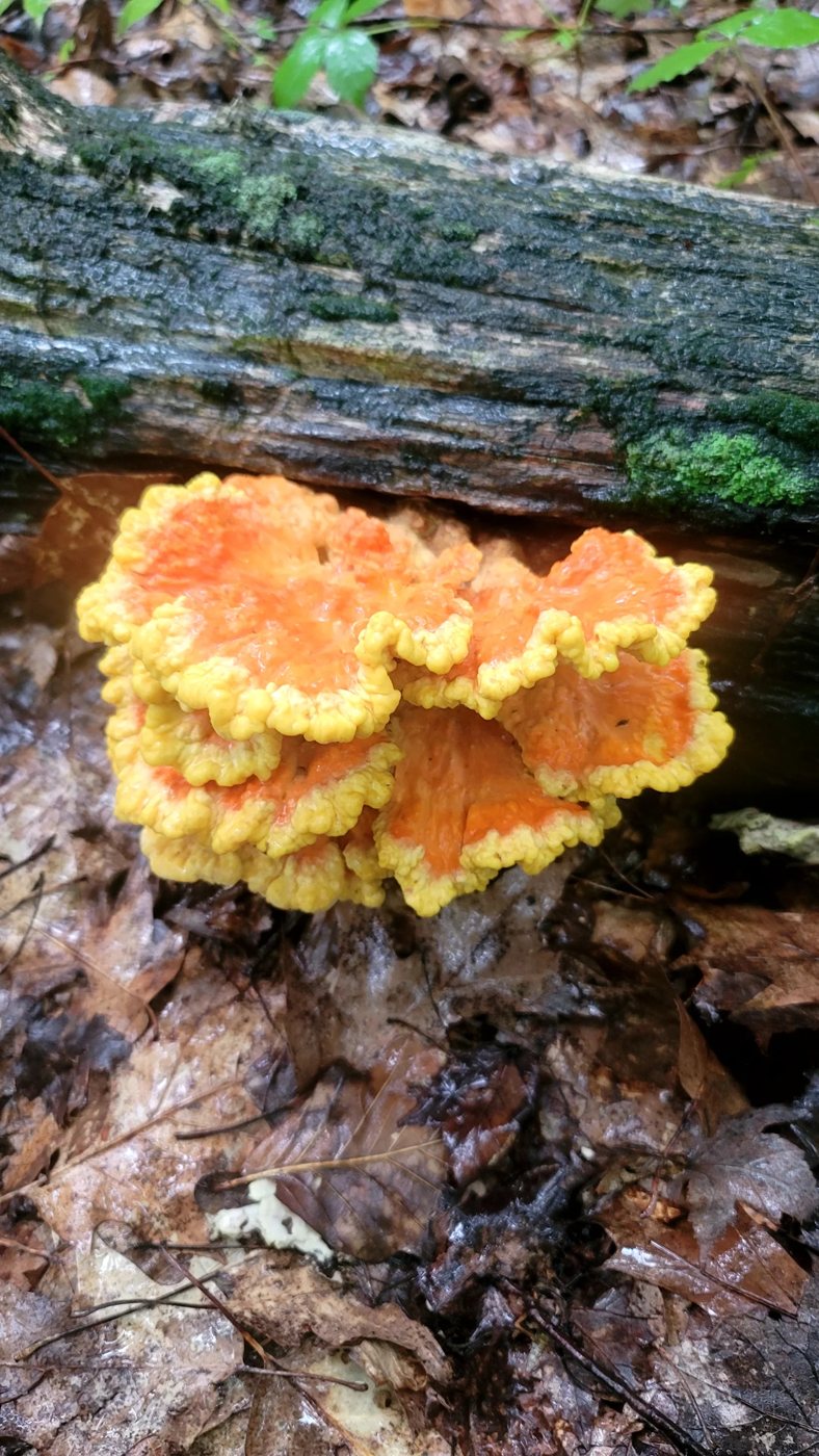 Orange and yellow shelf fungus on a log