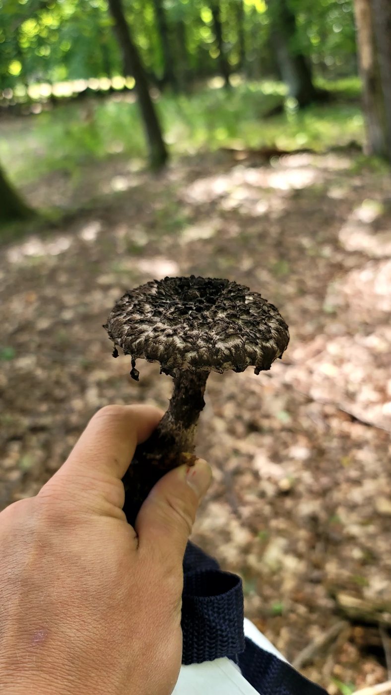 Dark, shaggy-capped bolete held in a hand