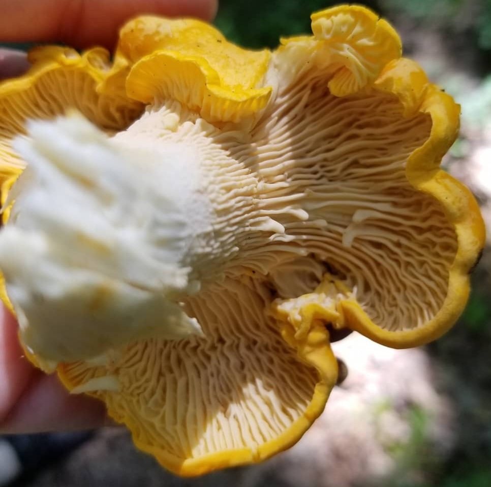 Underside of a chanterelle showing its ridged false gills