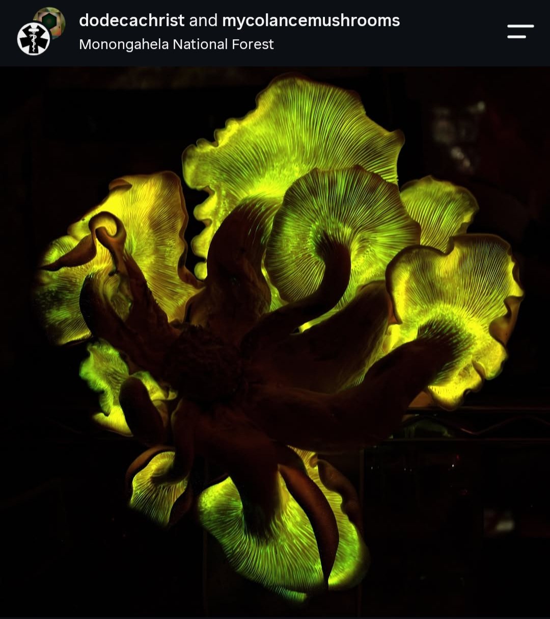 Mushrooms glowing green in the dark