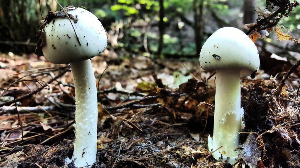 Two white Amanita mushrooms