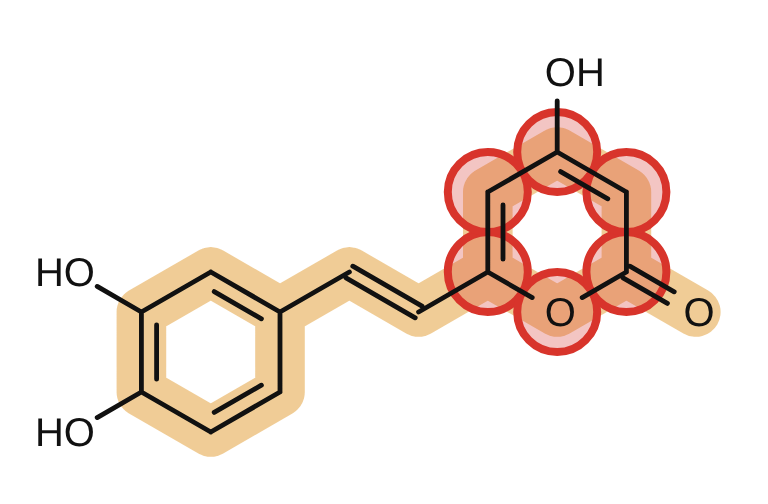 Hispidin, the new pyrone ring circled