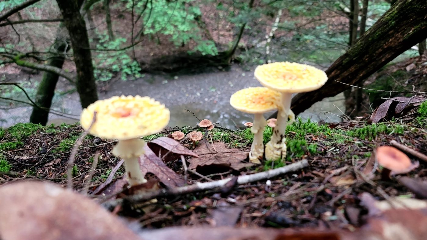 Yellow-capped mushrooms beside a stream