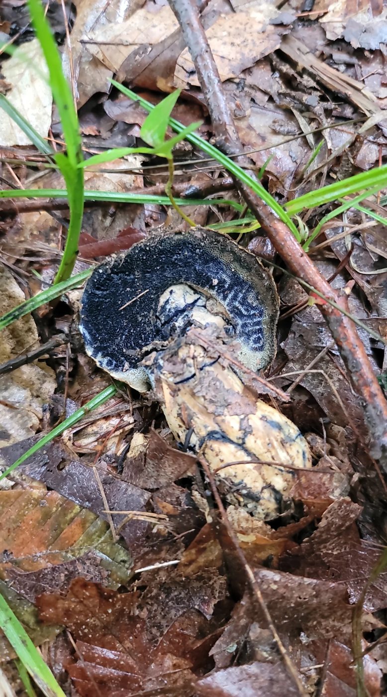Bolete flesh staining dark blue where it was cut