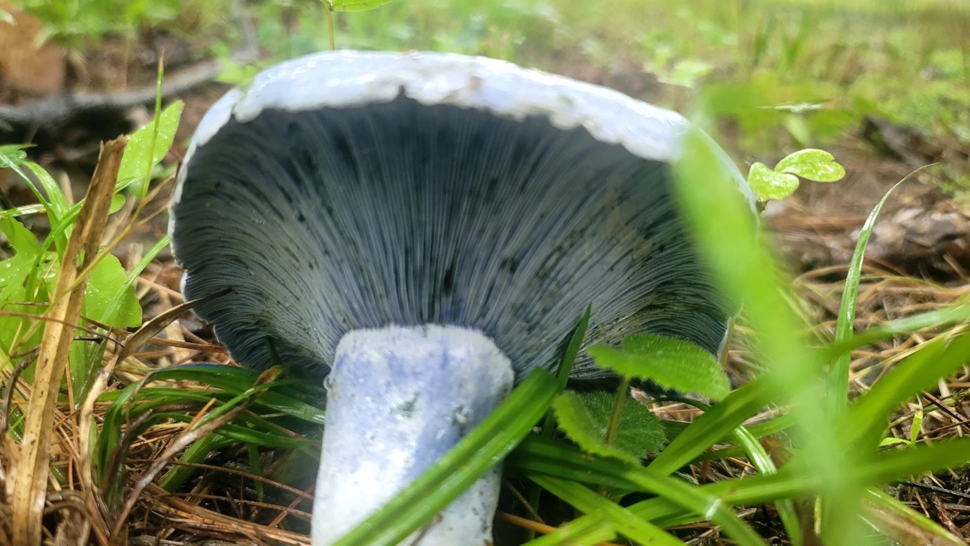 Indigo milk cap with blue cap and gills