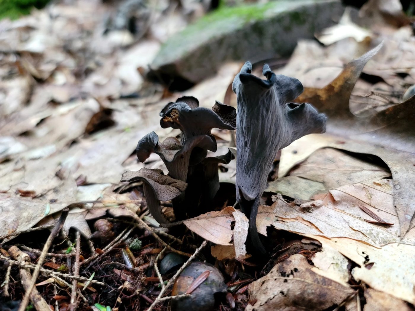 Black trumpet mushrooms in leaf litter