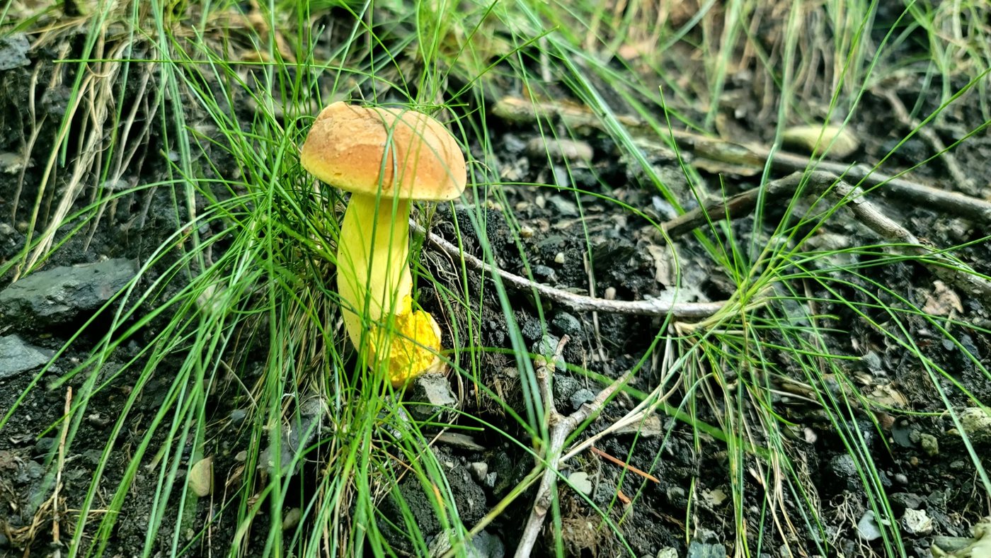 Yellow bolete in grass