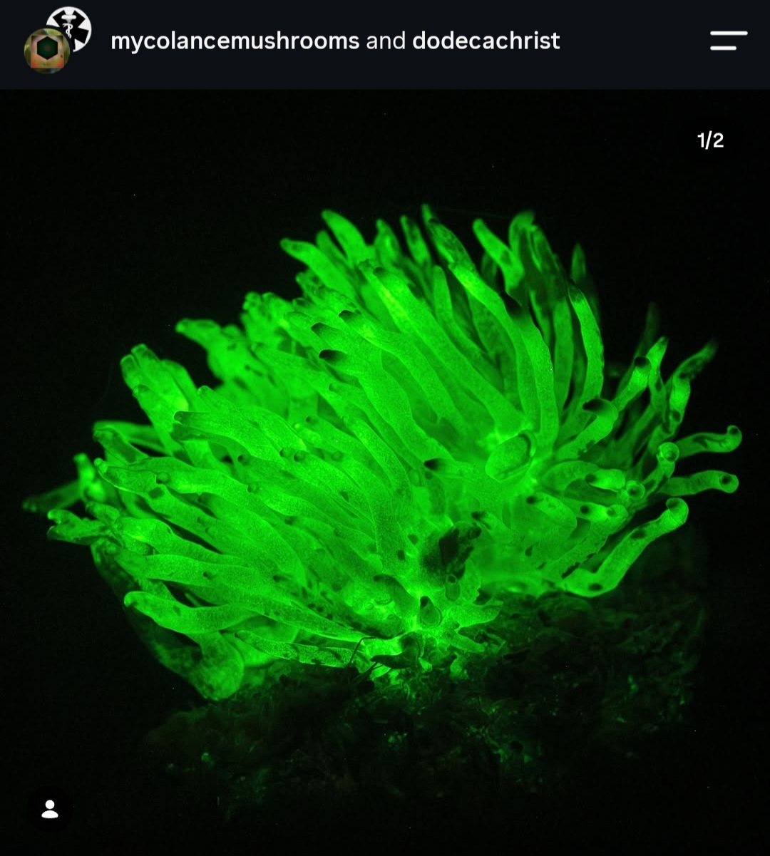 Fungal mycelium glowing green in the dark