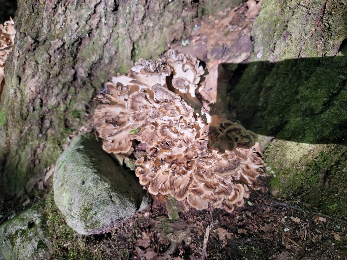 Brown hen-of-the-woods at the base of a tree