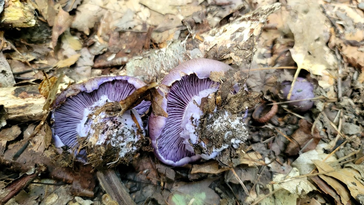 Violet-gilled mushrooms in leaf litter