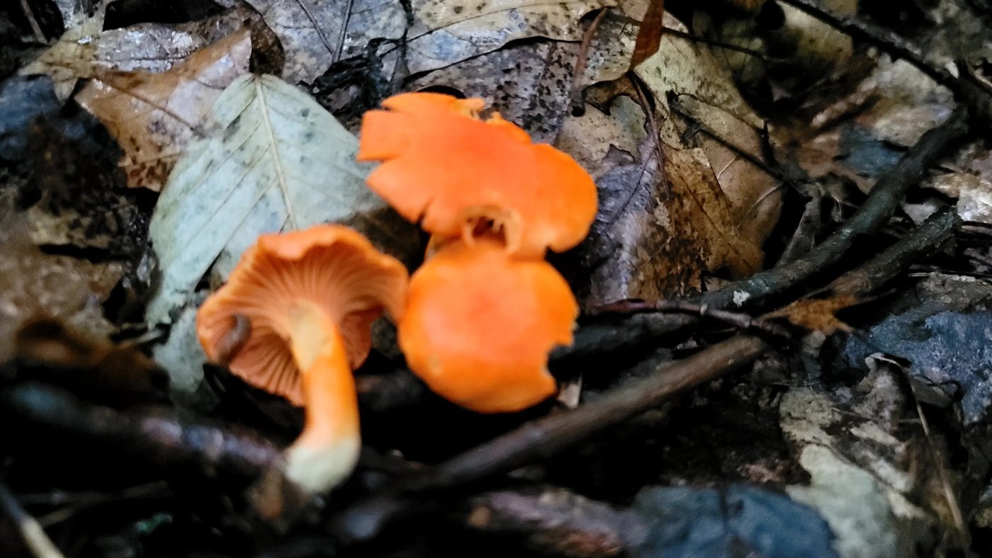 Bright orange mushrooms in leaf litter
