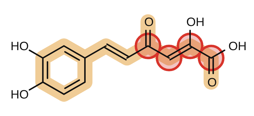 Caffeylpyruvic acid, the opened ring now a conjugated chain, circled
