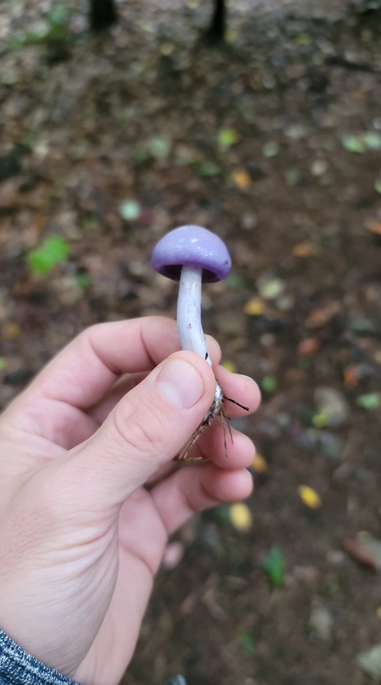 Small violet mushroom held in a hand