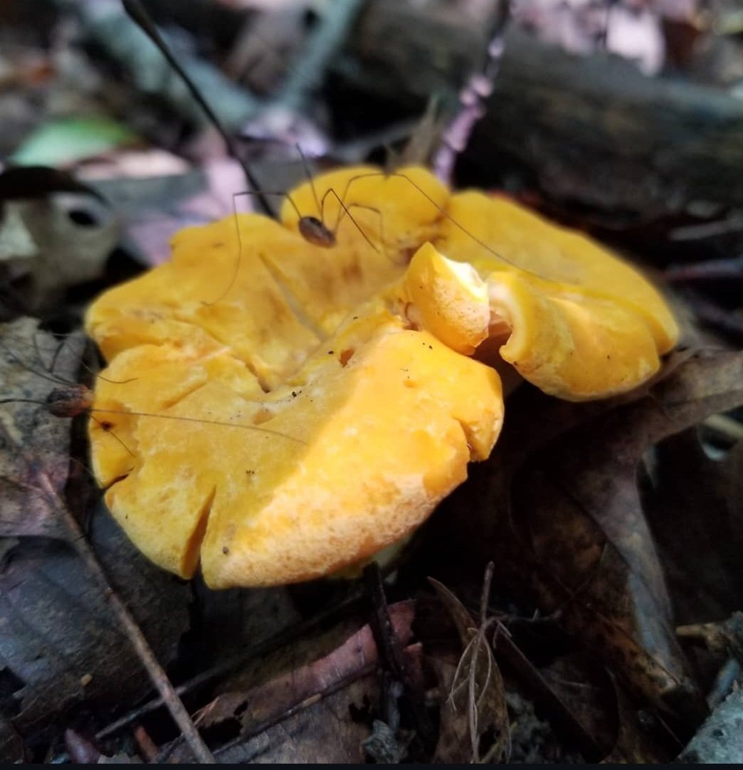 Golden chanterelles on the forest floor