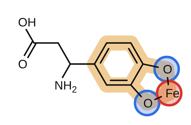 Iron bound to beta-DOPA: the catechol oxygens (blue) hand an electron to iron (red)
