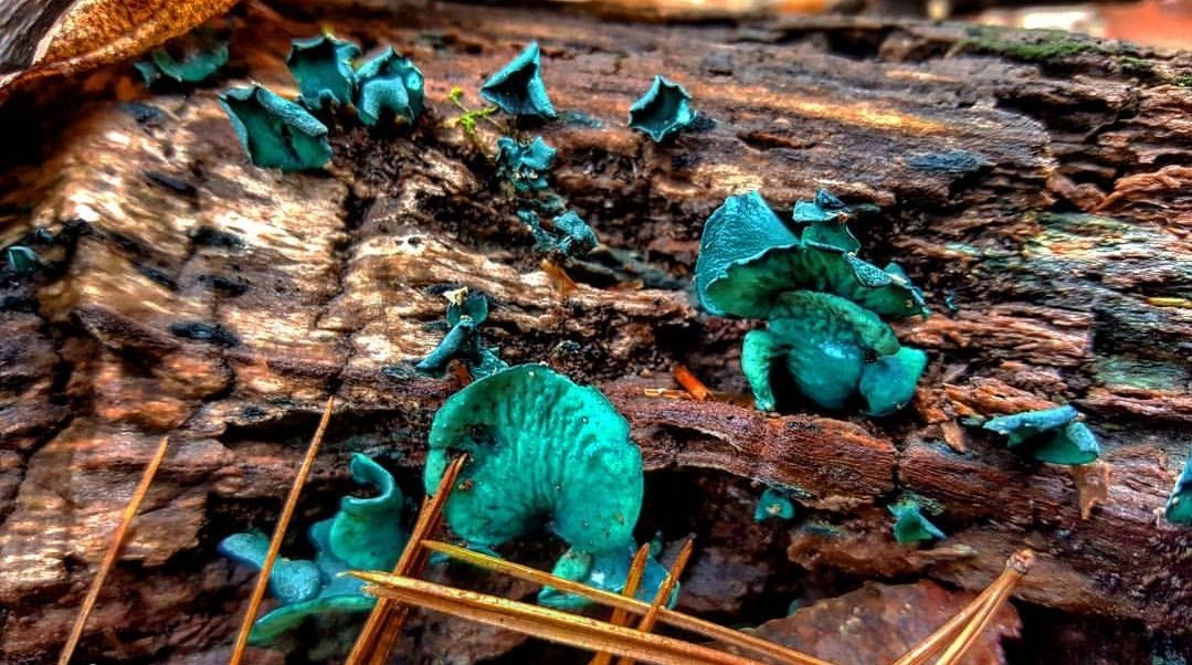 Blue-green elfcup fungi on rotting wood