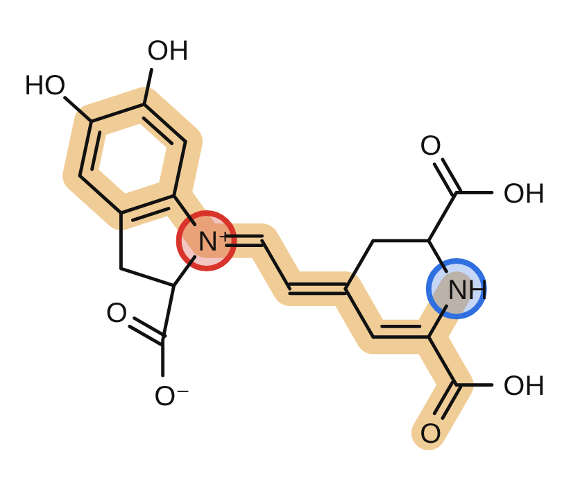 Betanidin, the core of the fly agaric red betacyanins: the NH (blue) pushes electrons along a short chain to the N+ (red), which pulls, with an extra benzene ring on the N+ end