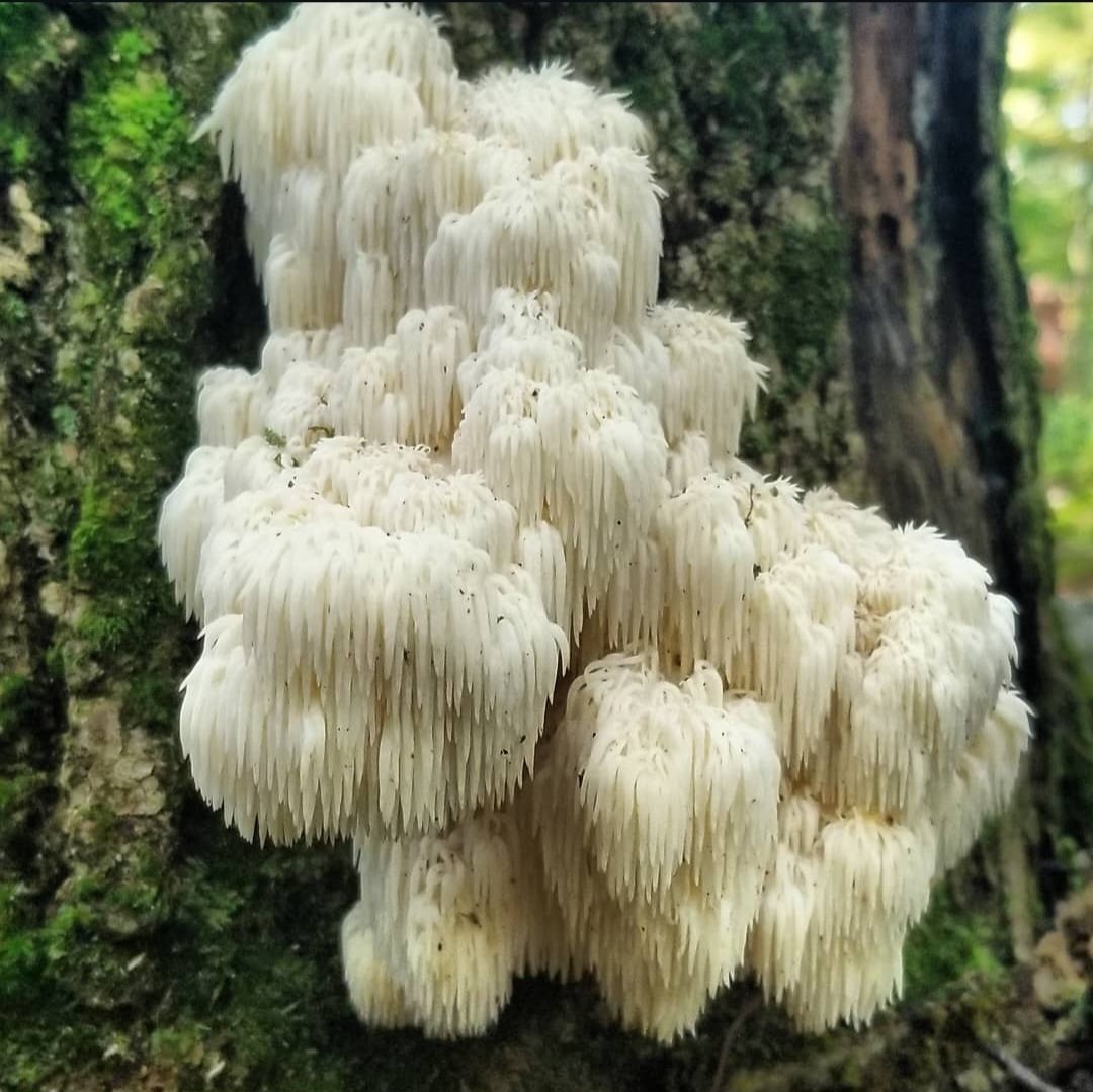 White lion's mane fungus on a tree trunk
