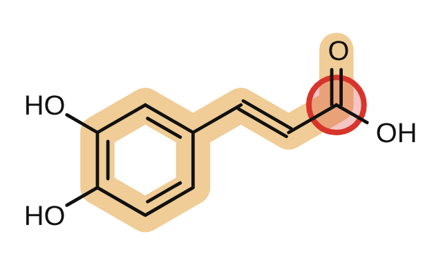 Caffeic acid, its acid end circled