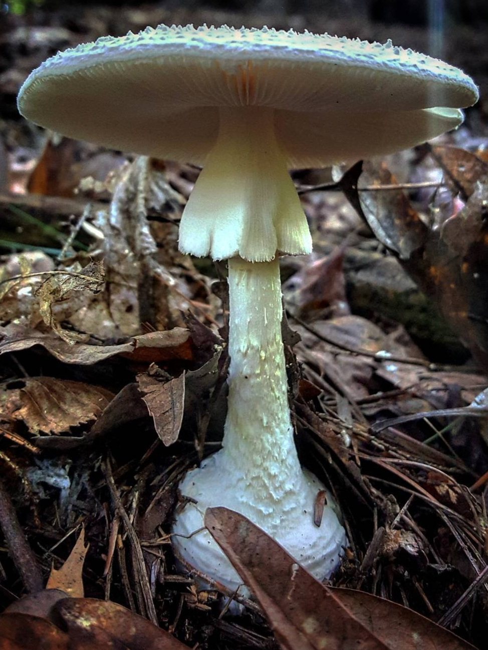 White Amanita mushroom with a ringed stem