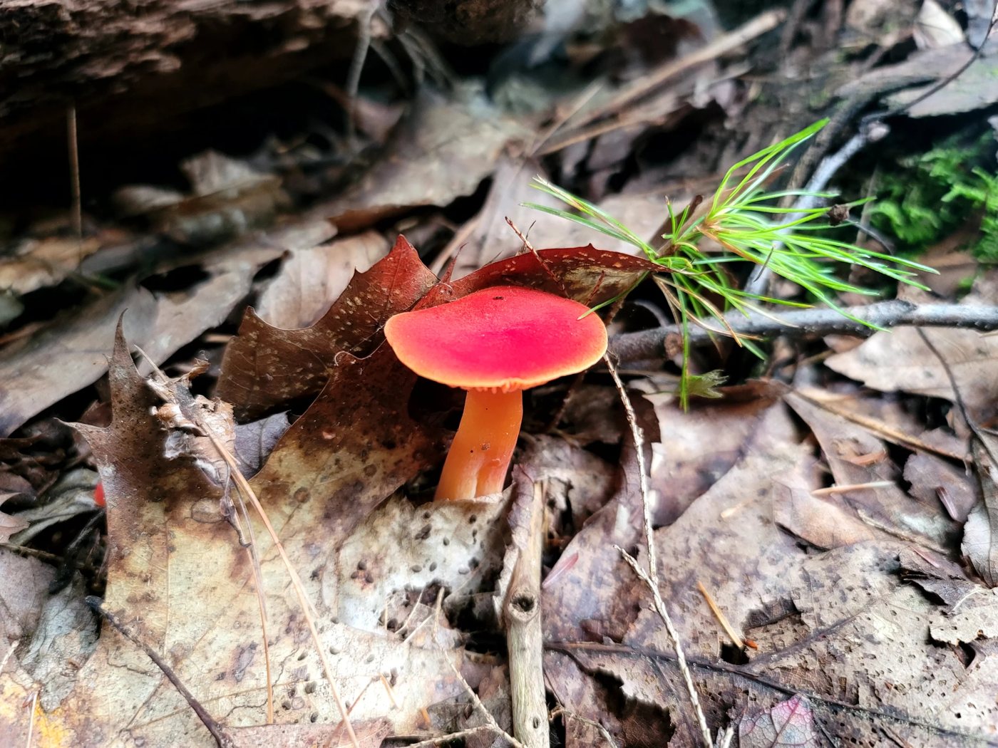 Red-capped mushroom in leaf litter